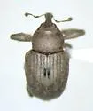 Mottled Waterhyacinth Weevil - photo 2