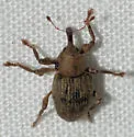 Mottled Waterhyacinth Weevil - photo 3