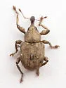 Mottled Waterhyacinth Weevil - photo 4