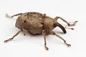 Mottled Waterhyacinth Weevil - photo 5