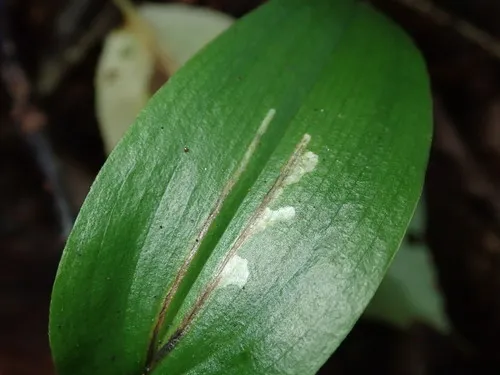 Neochirosia nuda - photo 2