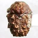 Neochlamisus bebbianae