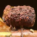 Neochlamisus bebbianae - photo 3