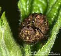 Neochlamisus bimaculatus
