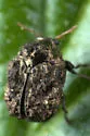 Neochlamisus bimaculatus - photo 2