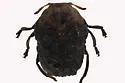 Neochlamisus comptoniae