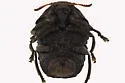 Neochlamisus comptoniae - photo 2