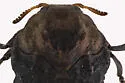 Neochlamisus comptoniae - photo 3