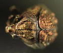 Neochlamisus eubati - Neochlamisus eubati