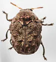 Neochlamisus eubati - photo 2