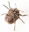 Neochlamisus eubati - photo 5