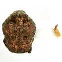 Neochlamisus gibbosus