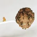 Neochlamisus gibbosus - photo 2