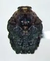 Neochlamisus gibbosus - photo 3