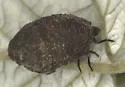 Neochlamisus gibbosus - photo 4