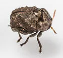 Neochlamisus platani - photo 3