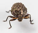 Neochlamisus platani - photo 4