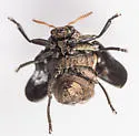Neochlamisus platani - photo 5