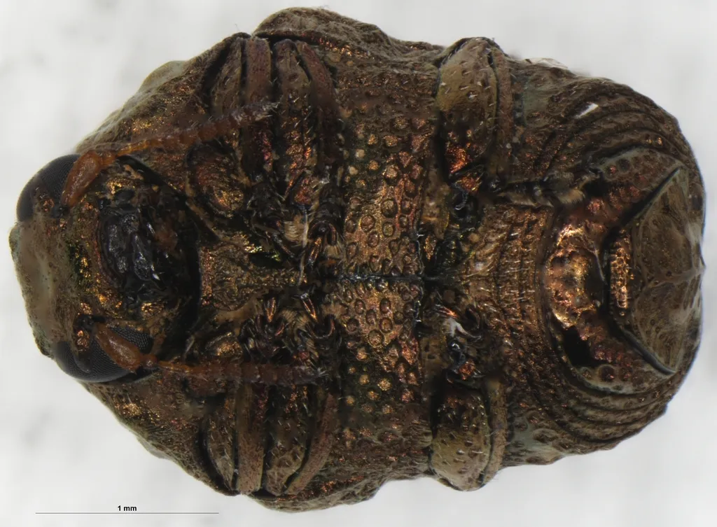 Neochlamisus velutinus - photo 2