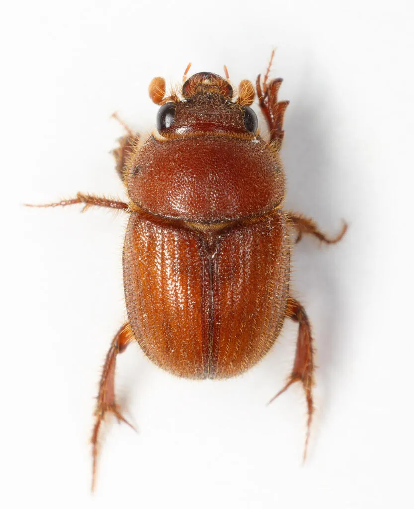 Neochodaeus frontalis