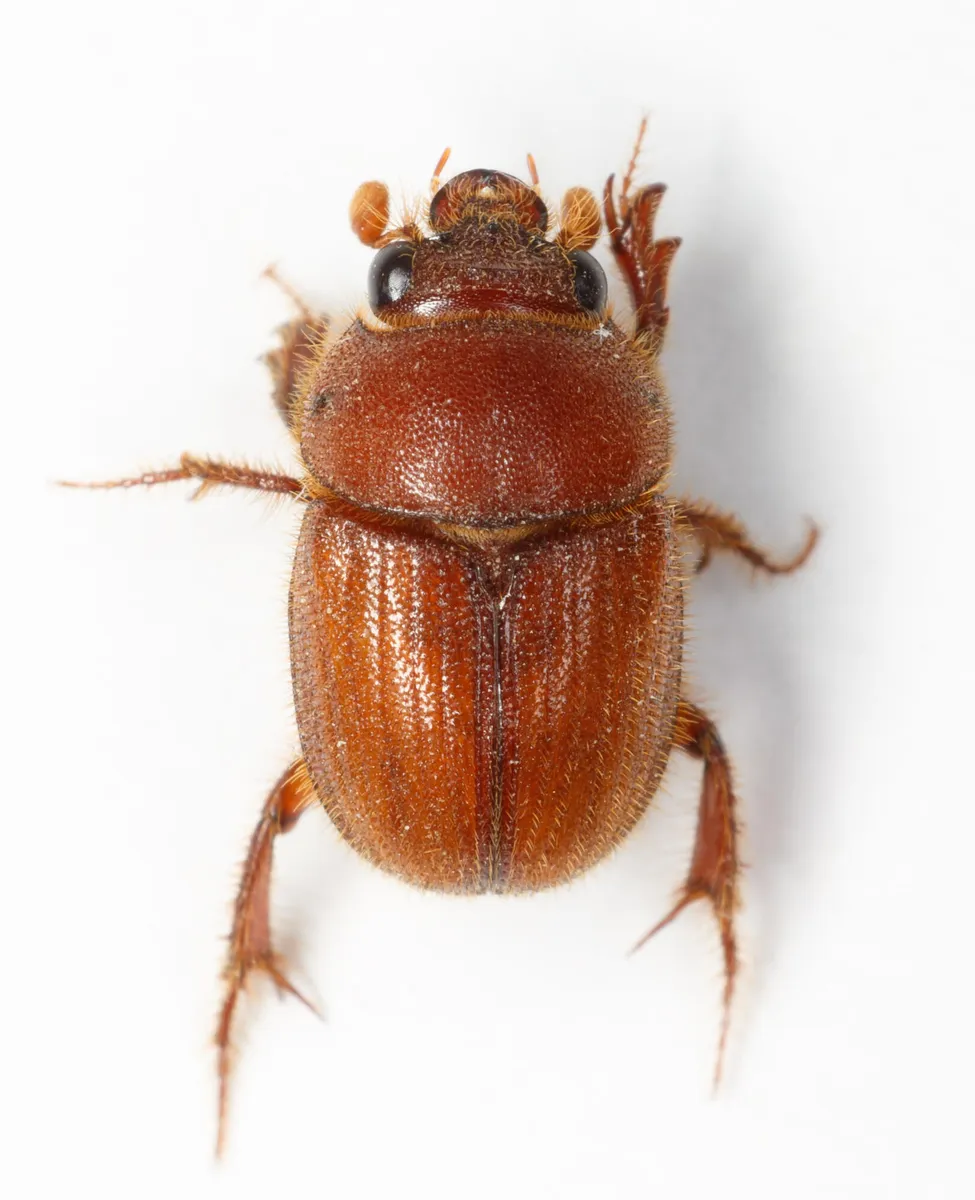 Neochodaeus frontalis - photo 2