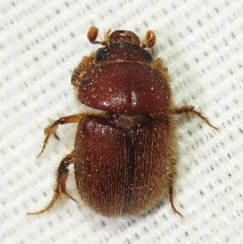Neochodaeus praesidii - photo 2