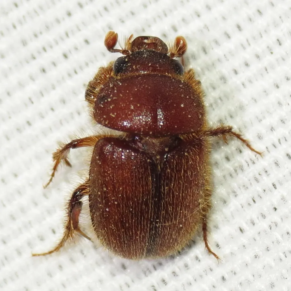 Neochodaeus praesidii - photo 3
