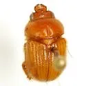 Neochodaeus repandus