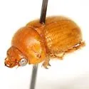 Neochodaeus repandus - photo 2