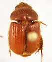 Neochodaeus repandus - photo 3