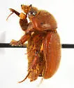 Neochodaeus repandus - photo 4