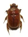 Neochodaeus striatus