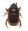 Neochodaeus striatus - photo 2