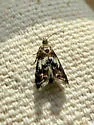 Neochoreutis epicharis - Hodges#2652.1