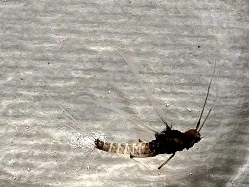 Neochoroterpes oklahoma