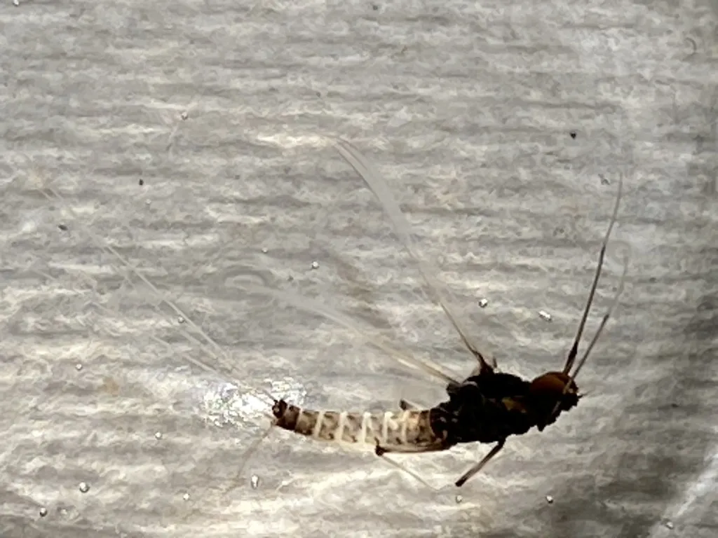 Neochoroterpes oklahoma - photo 2