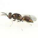 Neochrysocharis arizonensis
