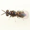 Neochrysocharis arizonensis - photo 2