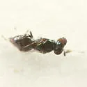 Neochrysocharis diastatae