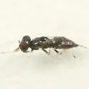 Neochrysocharis diastatae - photo 2