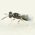 Neochrysocharis diastatae - photo 3