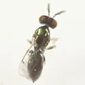 Neochrysocharis diastatae - photo 4