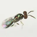 Neochrysocharis diastatae - photo 5