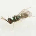 Neochrysocharis epimeralis