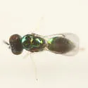 Neochrysocharis epimeralis - photo 3