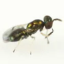 Neochrysocharis formosa