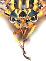 Neochrysops globosus - photo 4