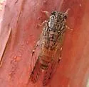 Chisos Cicada - photo 2