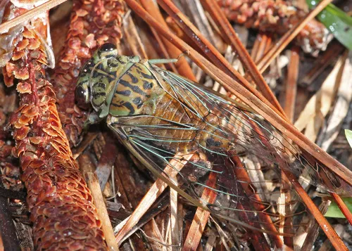 Hieroglyphic Cicada