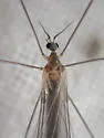 Neocladura americana - photo 2